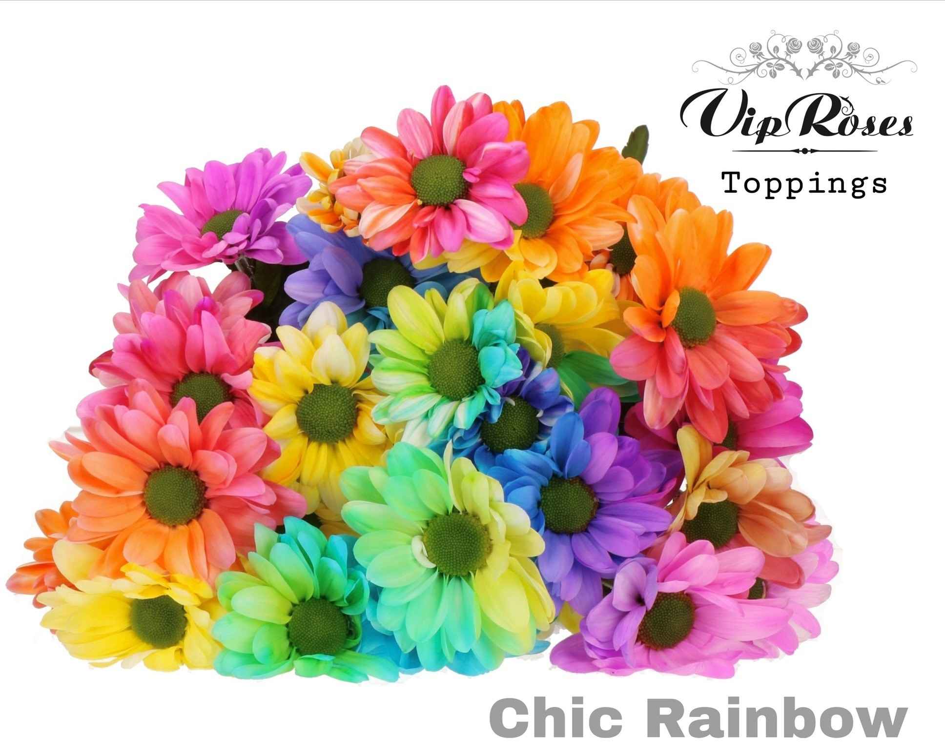 Срезанные цветы оптом Chrys sp paint chic mix rainbow от 40шт из Голландии с доставкой по России