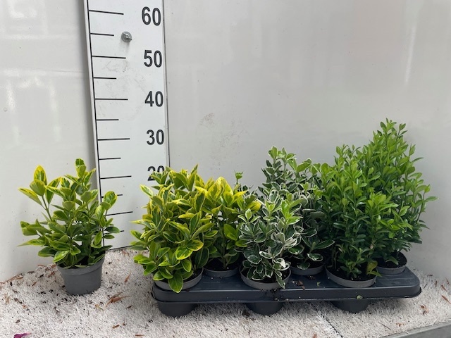 Горшечные цветы и растения оптом Euonymus Jap Gem от 12шт из Голландии с доставкой по России
