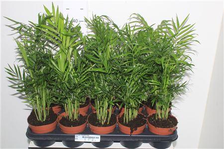 Горшечные цветы и растения оптом Chamaed Elegans 15pp от 10шт из Голландии с доставкой по России