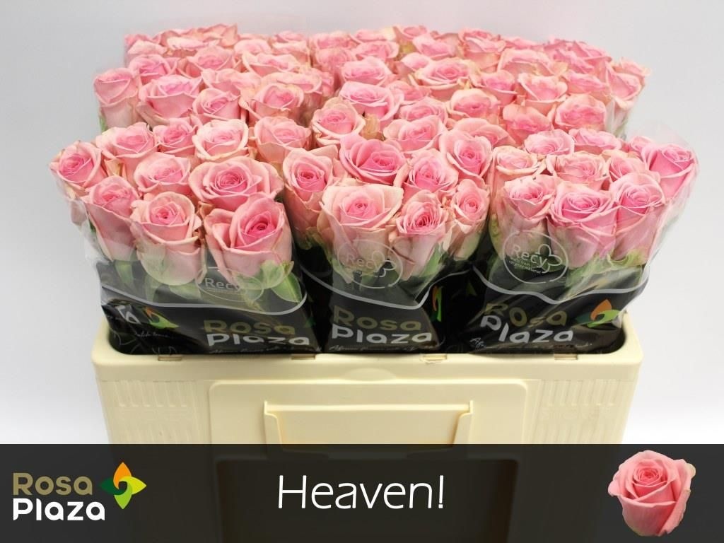 Срезанные цветы оптом Rosa large heaven! от 80шт из Голландии с доставкой по России