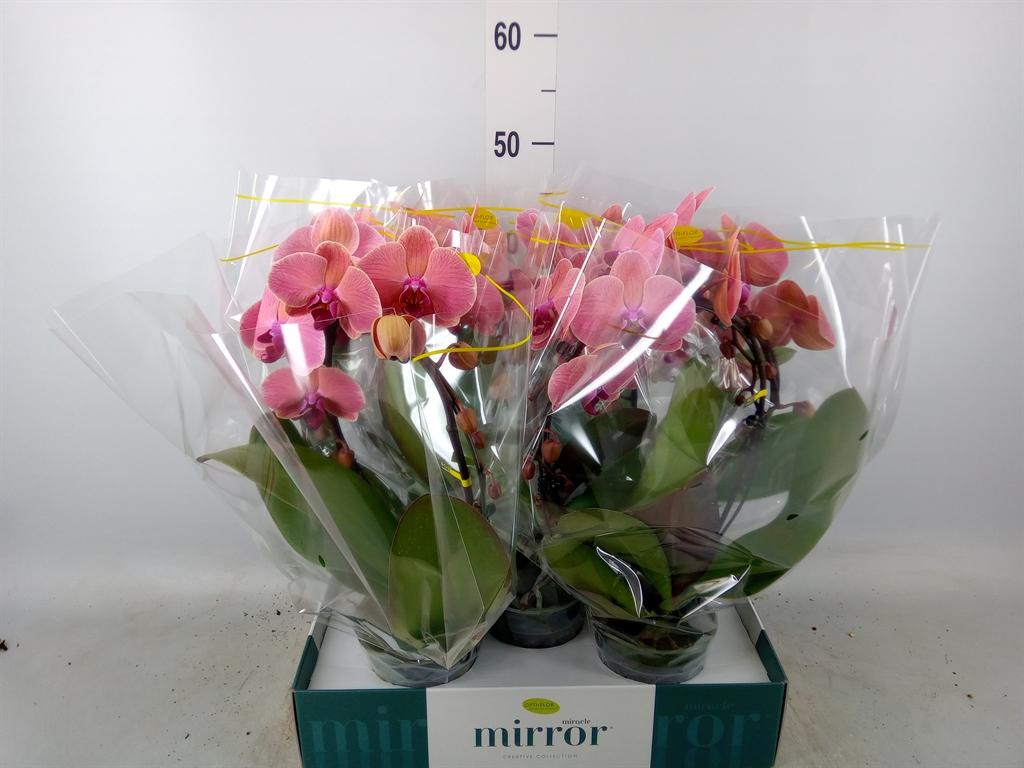 Горшечные цветы и растения оптом Phalaenopsis   ...orange от 5шт из Голландии с доставкой по России