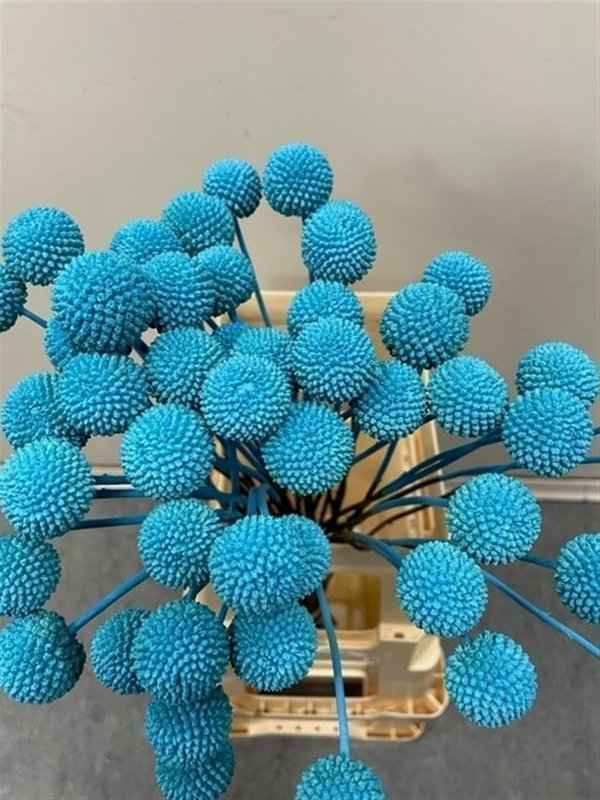 Срезанные цветы оптом Craspedia paint blue light от 100шт из Голландии с доставкой по России