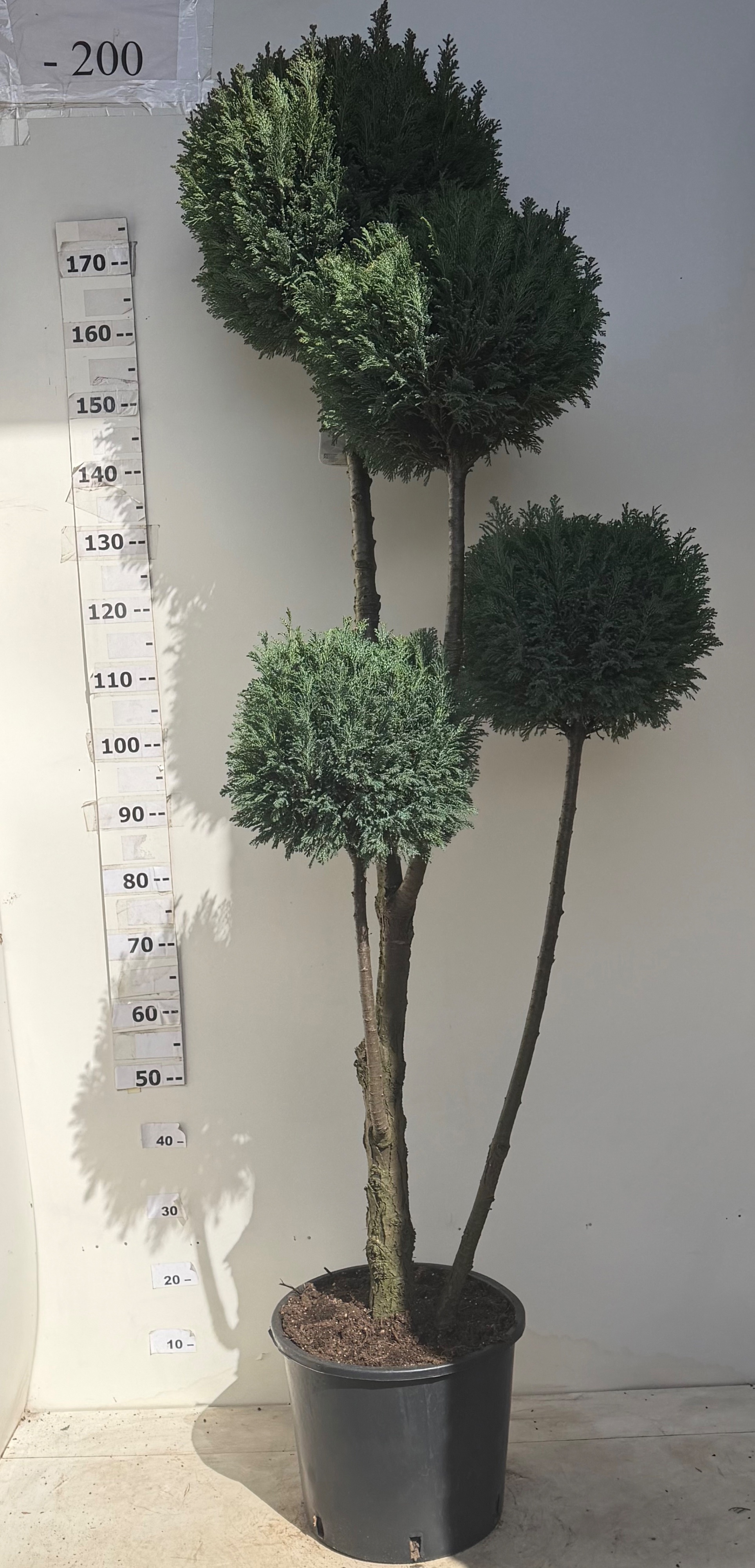 Горшечные цветы и растения оптом Cham L Ellwoodii от 1шт из Голландии с доставкой по России