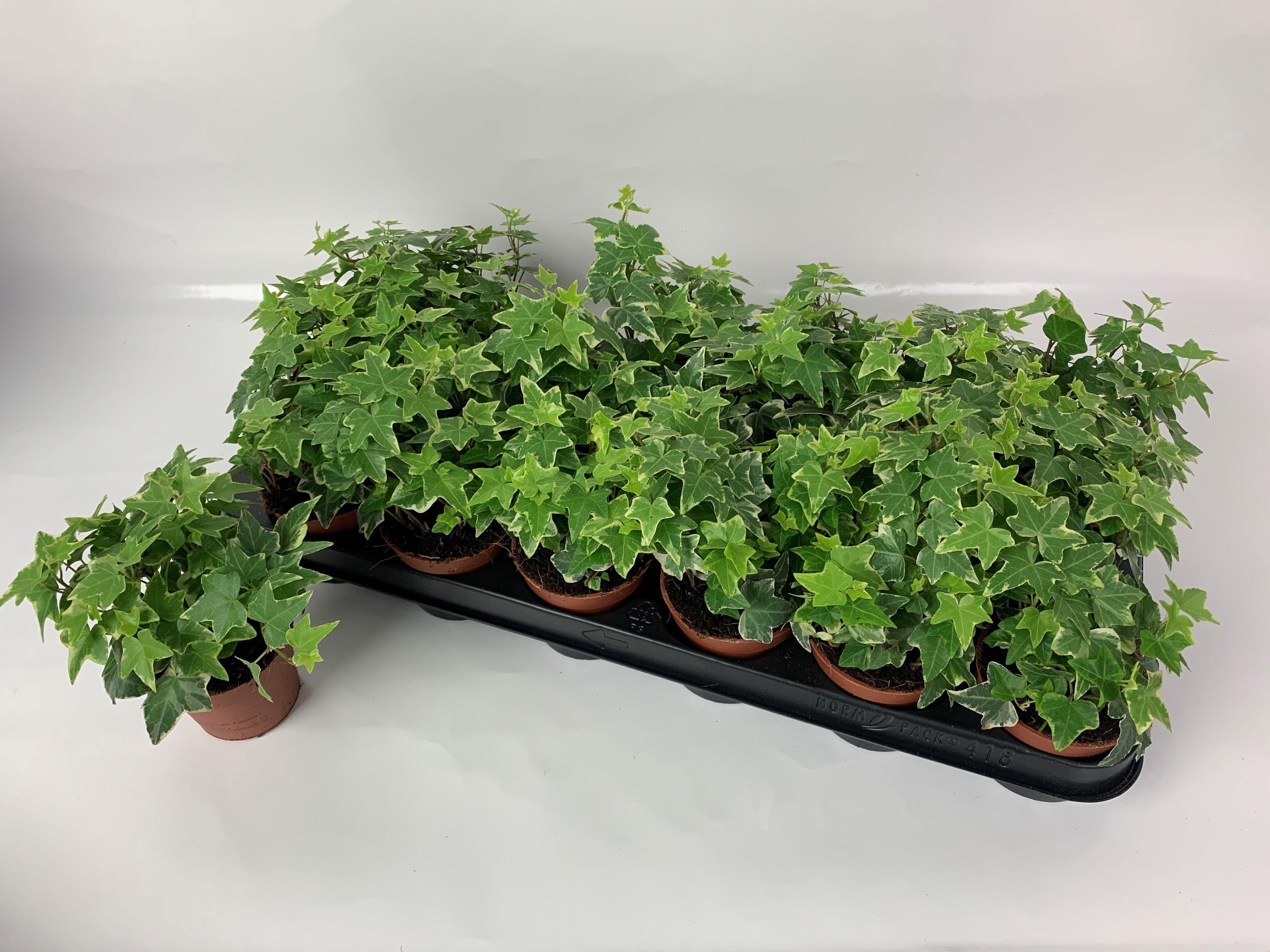 Горшечные цветы и растения оптом Hed He Eva от 18шт (для телеги) из Голландии с доставкой по России