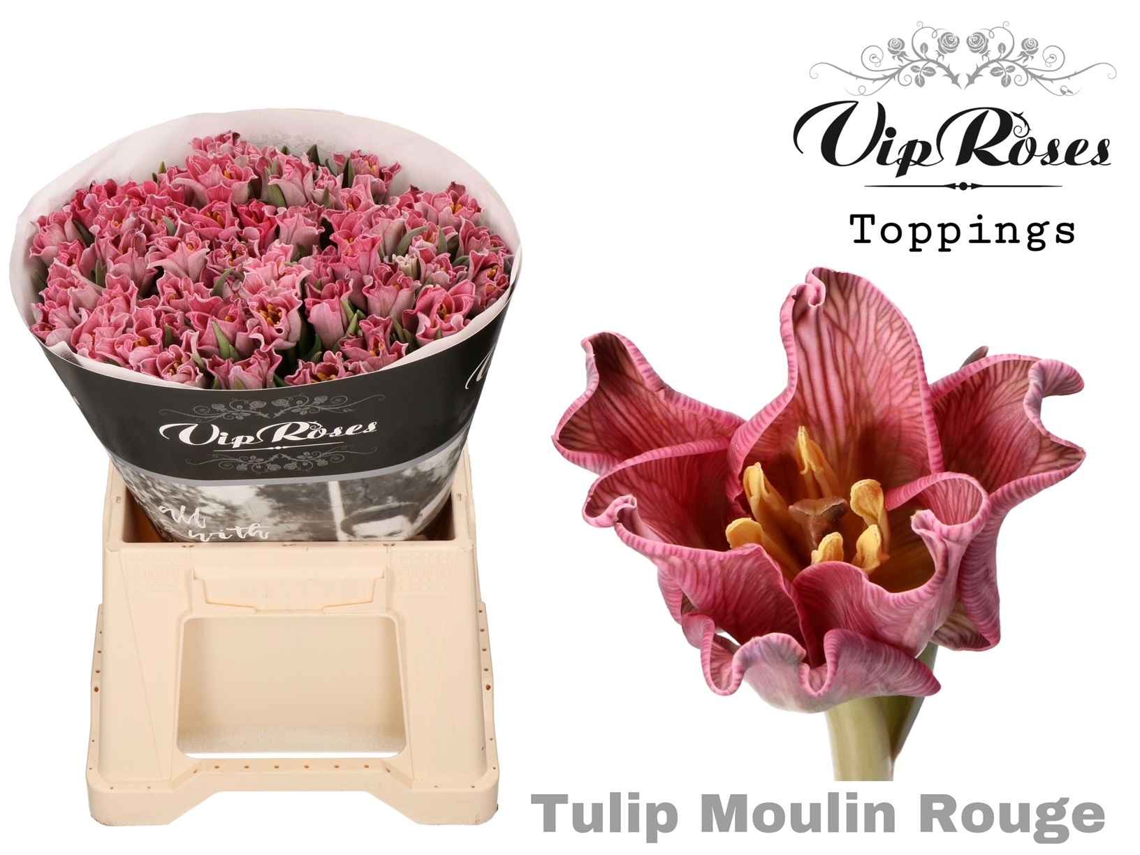 Срезанные цветы оптом Tulipa si paint moulin rouge от 50шт из Голландии с доставкой по России