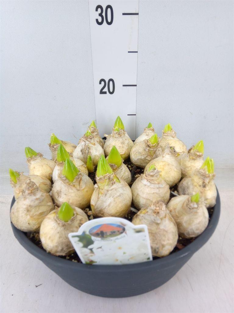 Горшечные цветы и растения оптом Hyacinthus Orie.   ... от 1шт из Голландии с доставкой по России