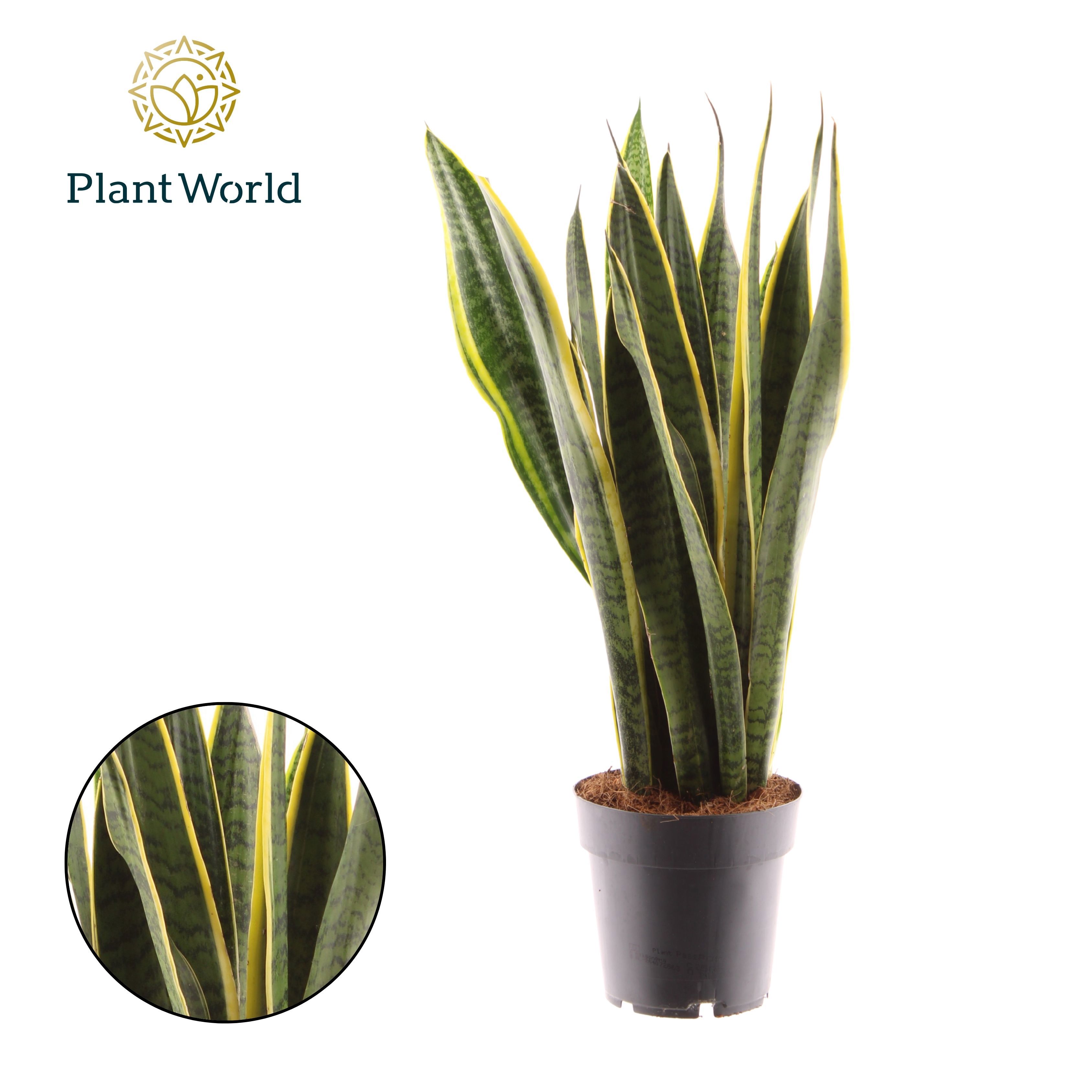 Горшечные цветы и растения оптом Sansevieria Laurentii Xl от 6шт из Голландии с доставкой по России