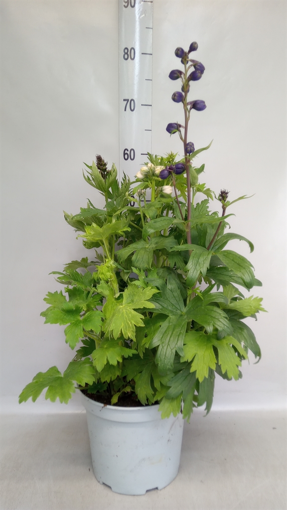 Горшечные цветы и растения оптом Delphinium   ... от 1шт из Голландии с доставкой по России
