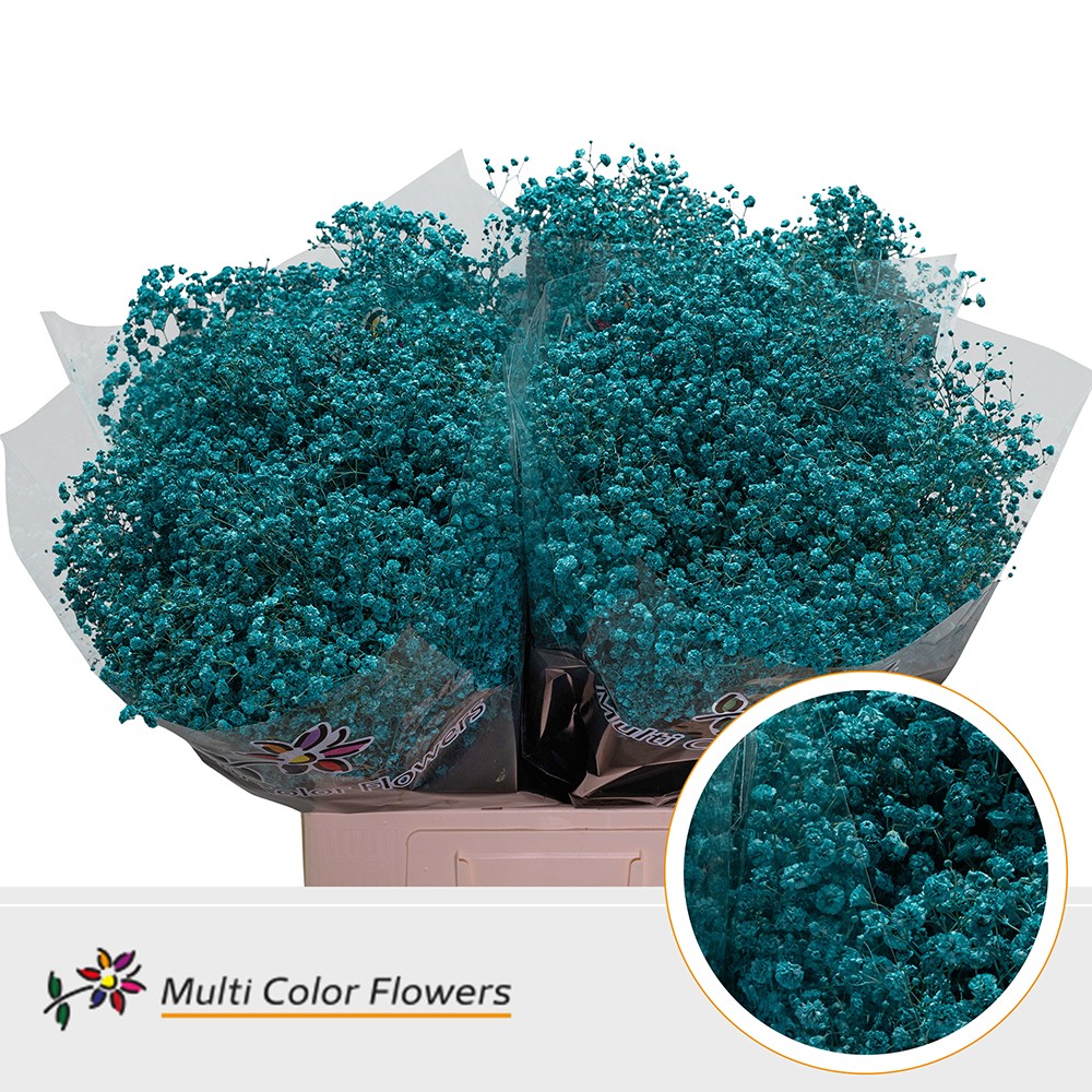 Срезанные цветы оптом Gyps large paint turqoise от 100шт из Голландии с доставкой по России