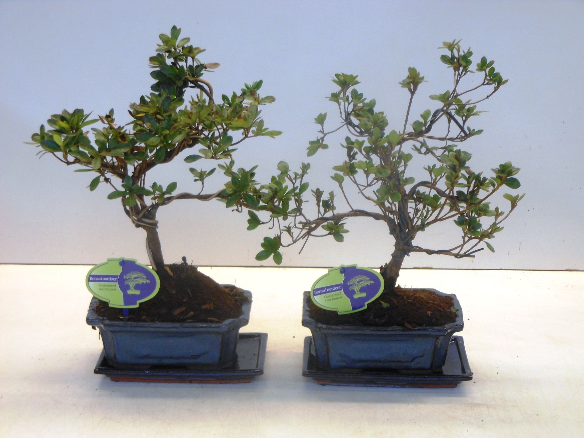 Горшечные цветы и растения оптом Bonsai Rhododendron Indicum от 5шт из Голландии с доставкой по России
