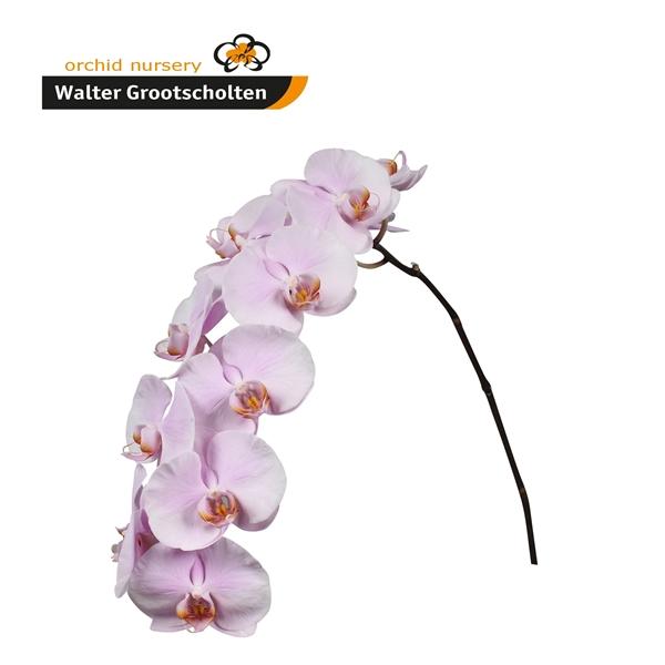 Срезанные цветы оптом Phalaenopsis tikal (per stem) от 6шт из Голландии с доставкой по России
