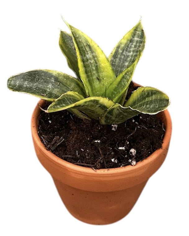 Горшечные цветы и растения оптом Sansevieria Gabriella Aurea от 1шт (для телеги) из Голландии с доставкой по России