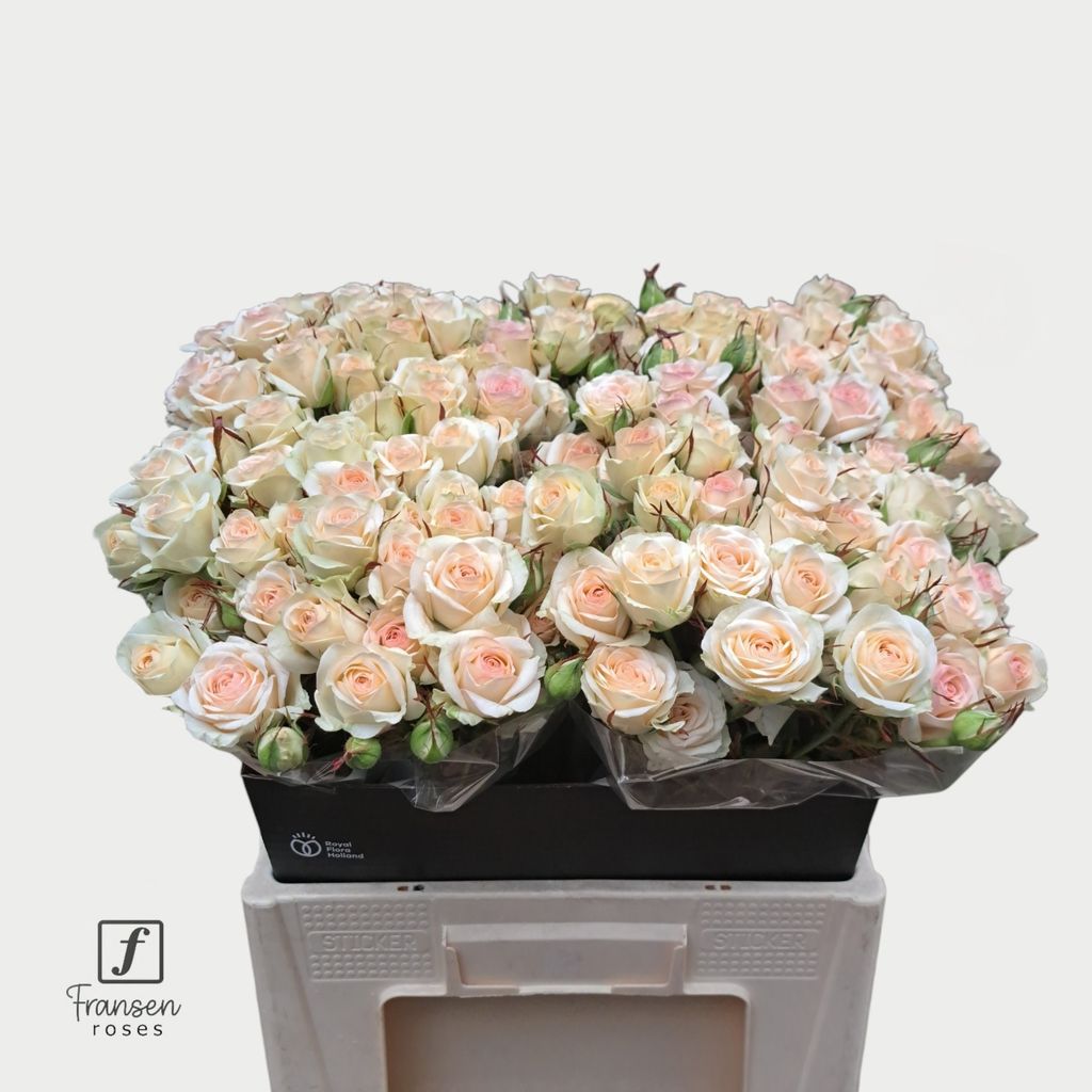 Срезанные цветы оптом Rosa spray pinky promise от 40шт из Голландии с доставкой по России