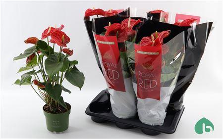 Горшечные цветы и растения оптом Anthu An Madural 5-6 от 6шт из Голландии с доставкой по России