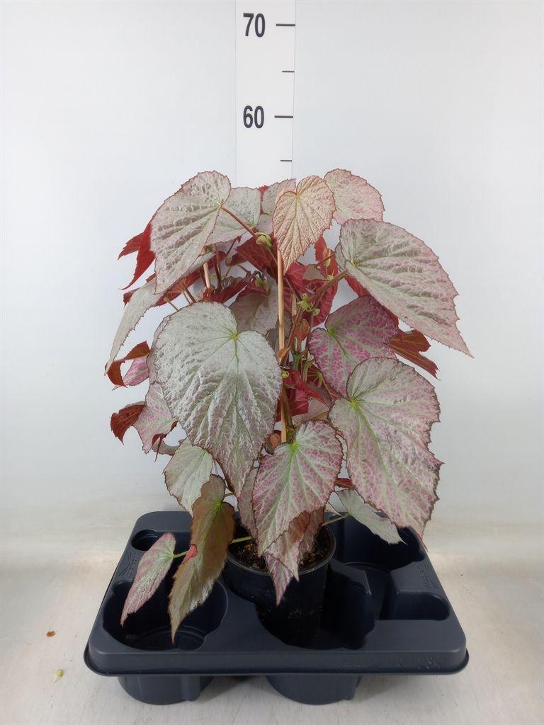 Горшечные цветы и растения оптом Begonia Bd   ... от 1шт (для телеги) из Голландии с доставкой по России