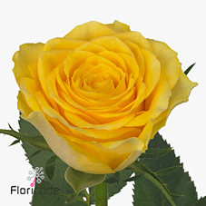 Срезанные цветы оптом Rosa large solero от 80шт из Голландии с доставкой по России