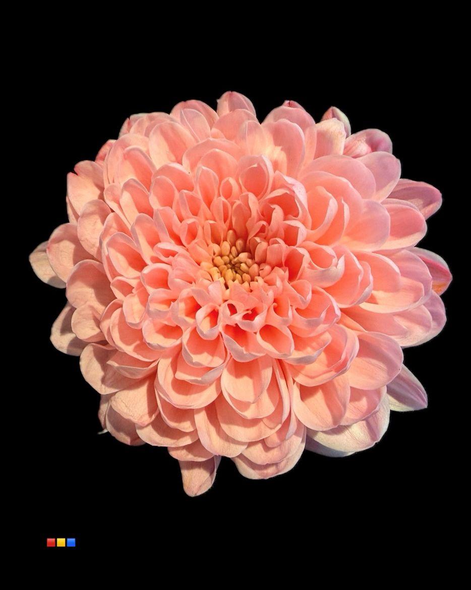 Срезанные цветы оптом Chrys sp paint altaj coral blush от 40шт из Голландии с доставкой по России