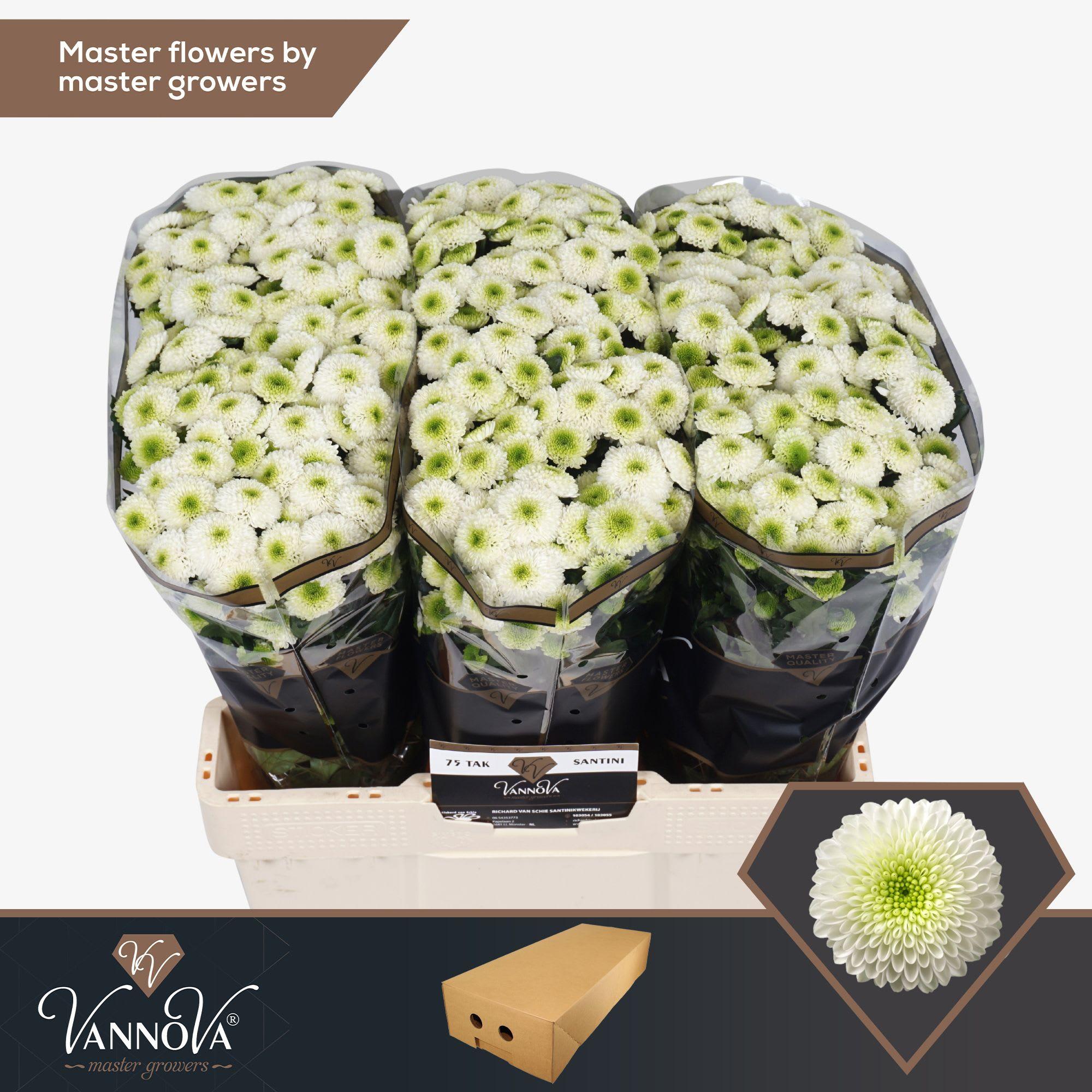 Срезанные цветы оптом Chrys sa maverick white от 100шт из Голландии с доставкой по России