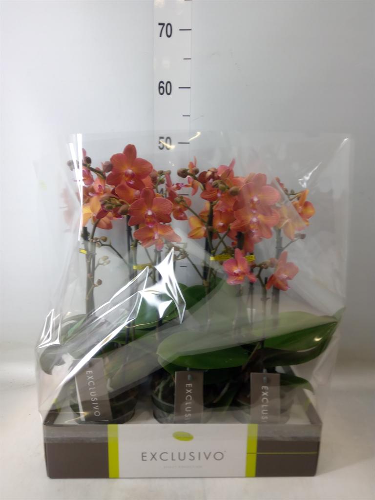 Горшечные цветы и растения оптом Phalaenopsis Multi.   ...orange от 6шт из Голландии с доставкой по России