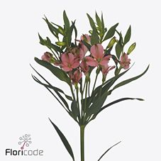 Срезанные цветы оптом Alstroemeria charmelia apricot от 60шт из Голландии с доставкой по России