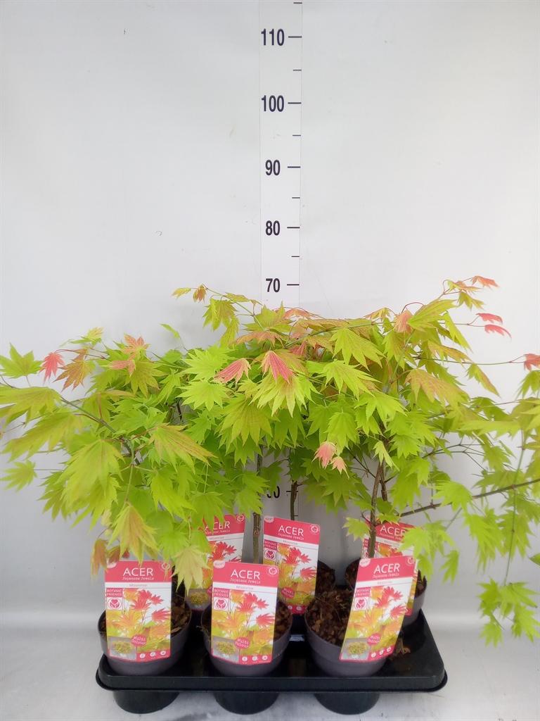 Горшечные цветы и растения оптом Acer Shirasawanum от 6шт из Голландии с доставкой по России