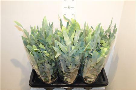 Горшечные цветы и растения оптом Phlebo A Blue Star ** Potm 17cm ** от 6шт из Голландии с доставкой по России