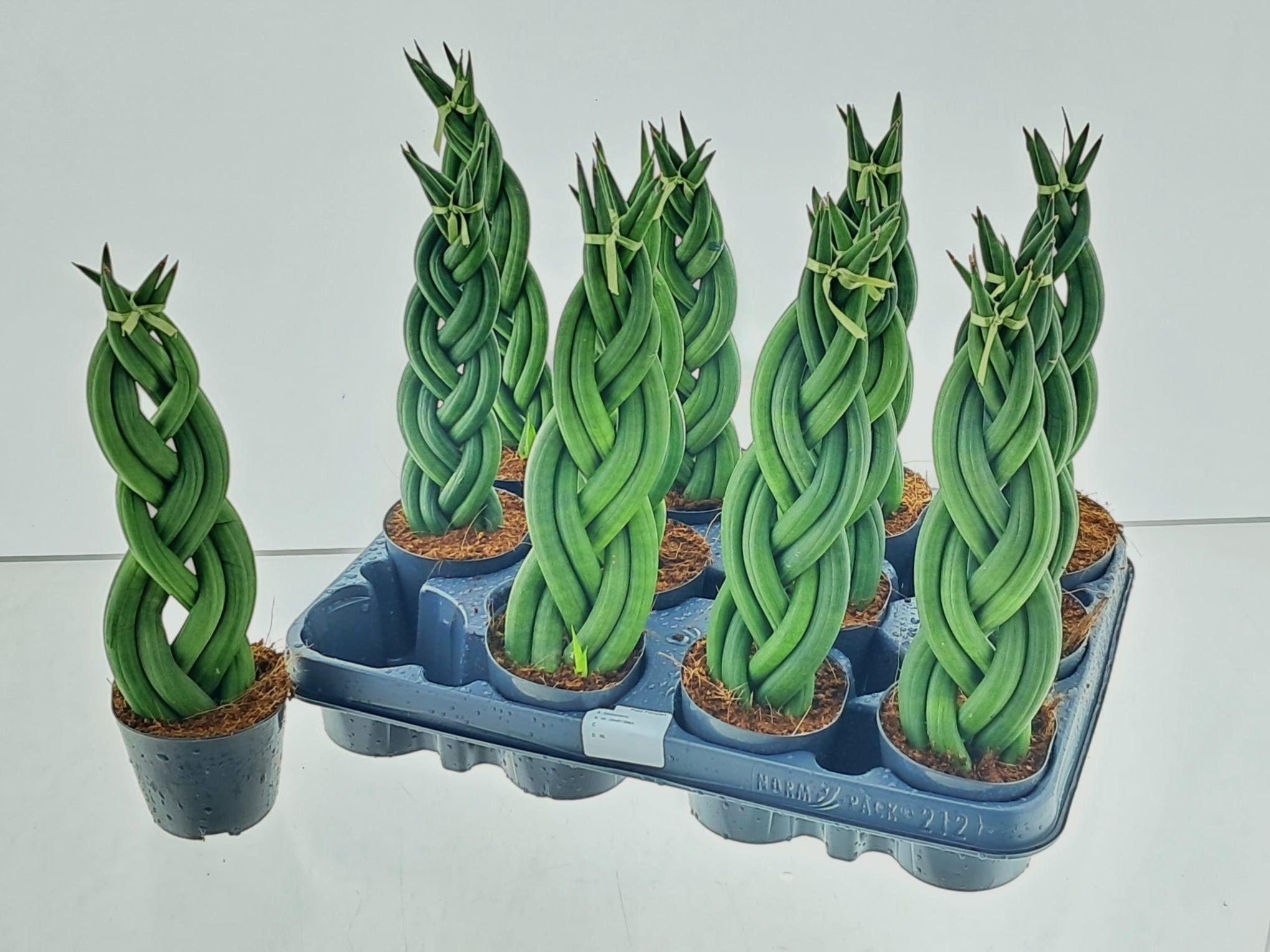 Горшечные цветы и растения оптом Sansev Cylindrica Ov от 12шт (для телеги) из Голландии с доставкой по России