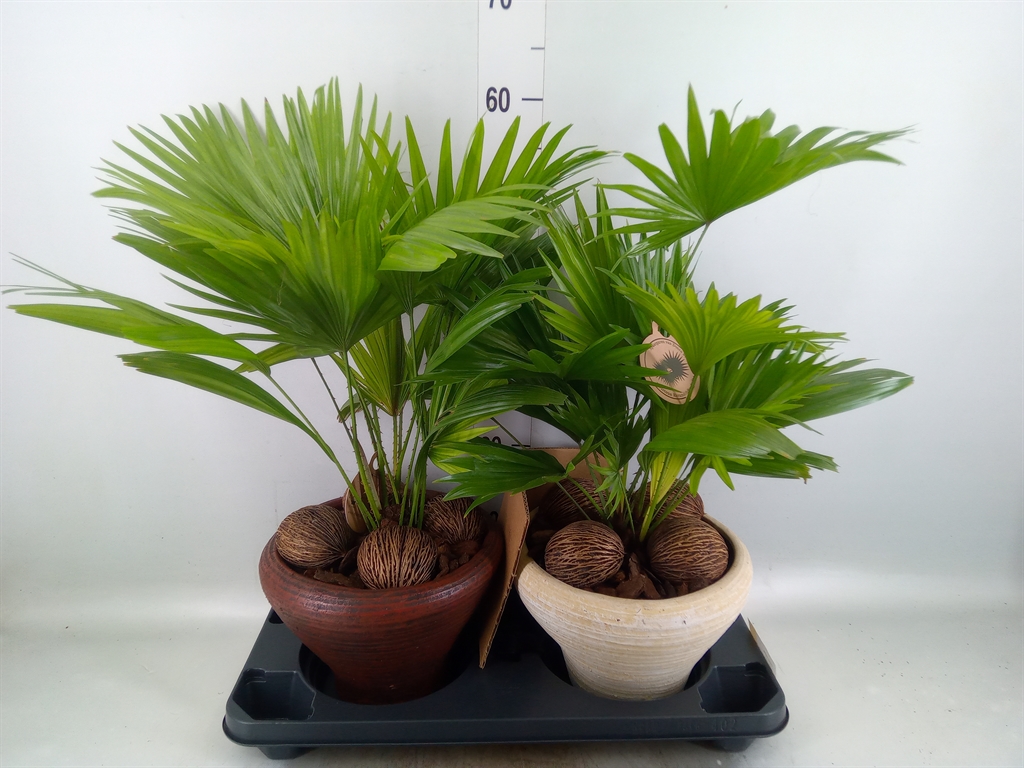 Горшечные цветы и растения оптом Livistona Rotundifolia от 2шт из Голландии с доставкой по России