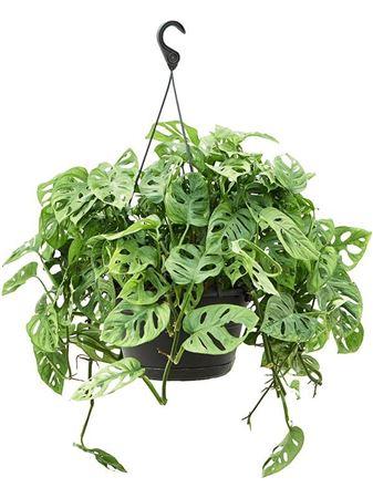 Горшечные цветы и растения оптом Monstera Obliqua от 1шт из Голландии с доставкой по России