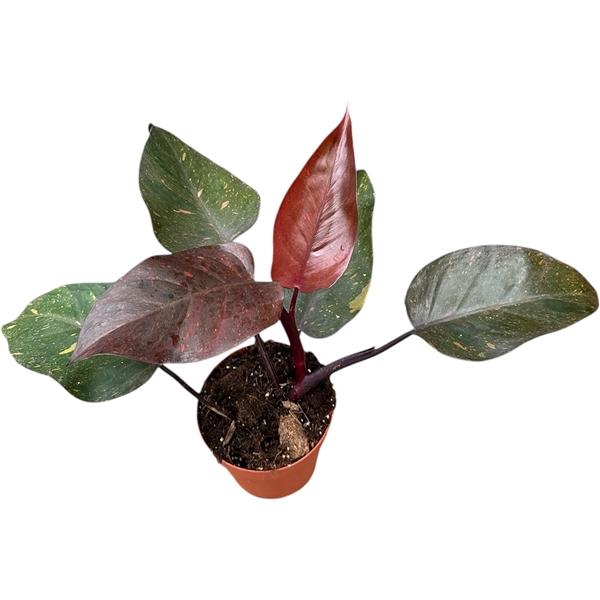 Горшечные цветы и растения оптом Philodendron Orange Princess от 1шт из Голландии с доставкой по России