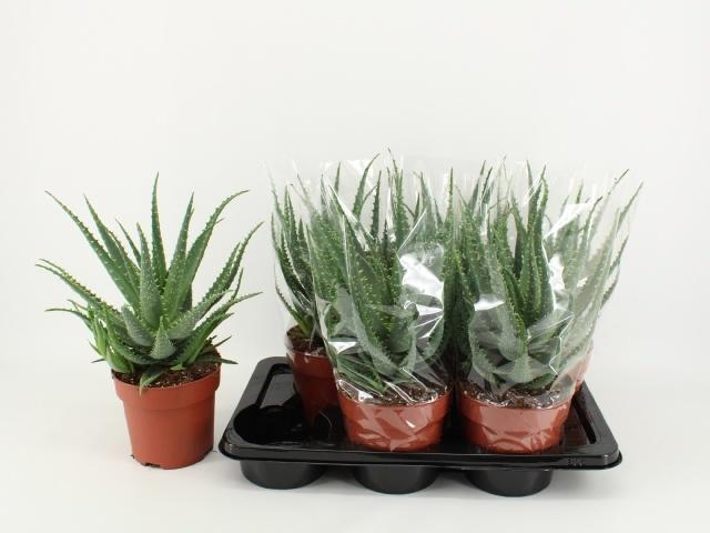 Горшечные цветы и растения оптом Aloe Arborescens от 6шт из Голландии с доставкой по России