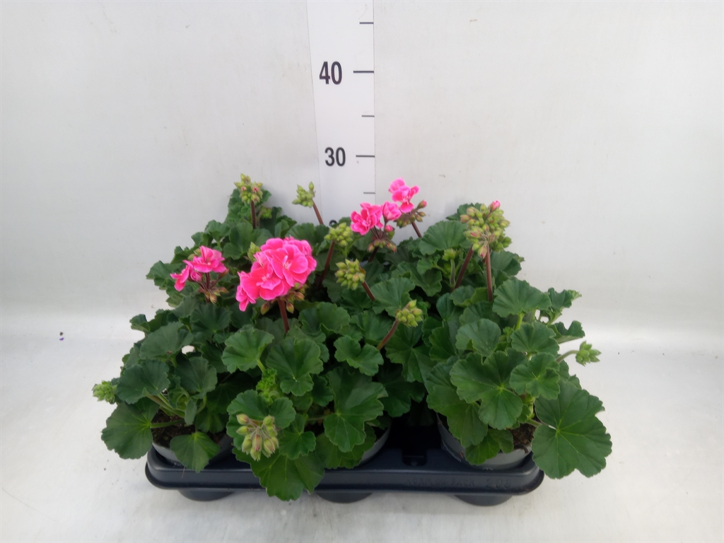 Горшечные цветы и растения оптом Pelargonium Zona.   ...f1 от 8шт из Голландии с доставкой по России