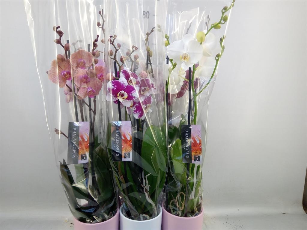 Горшечные цветы и растения оптом Phalaenopsis   ...mix от 6шт из Голландии с доставкой по России