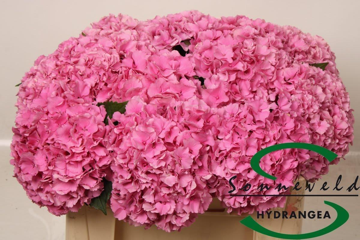 Срезанные цветы оптом Hydrangea royal parade от 10шт из Голландии с доставкой по России
