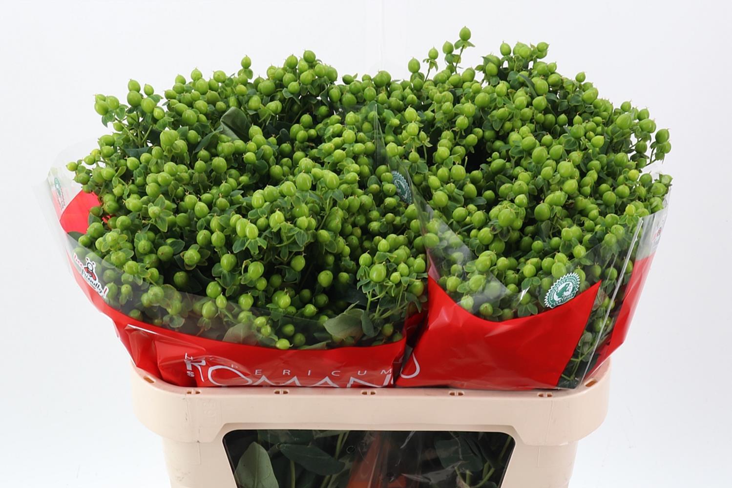 Срезанные цветы оптом Hypericum jungle romance от 50шт из Голландии с доставкой по России