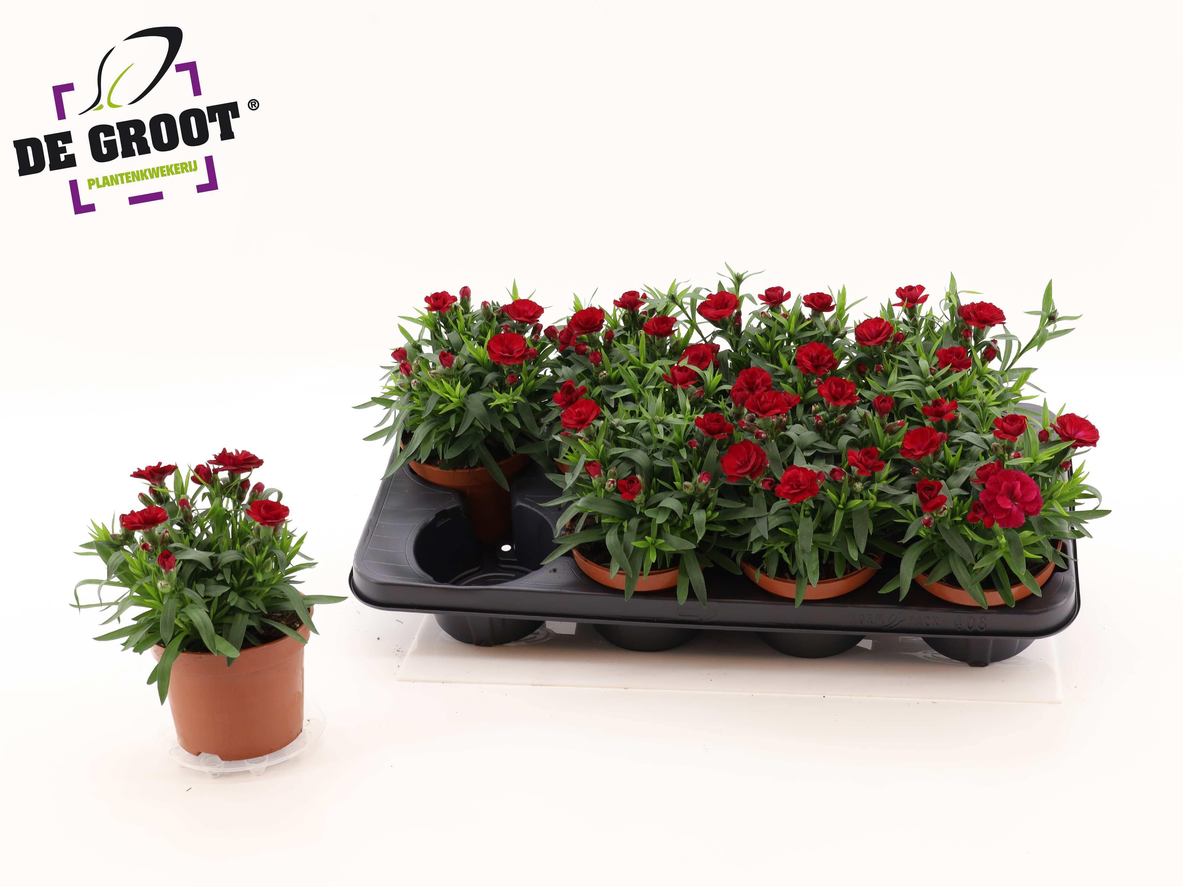 Горшечные цветы и растения оптом Dian Osc Cherry от 8шт из Голландии с доставкой по России