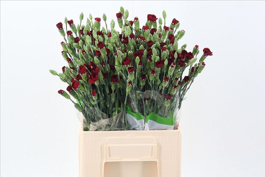 Срезанные цветы оптом Dianthus sp chateau от 80шт из Голландии с доставкой по России