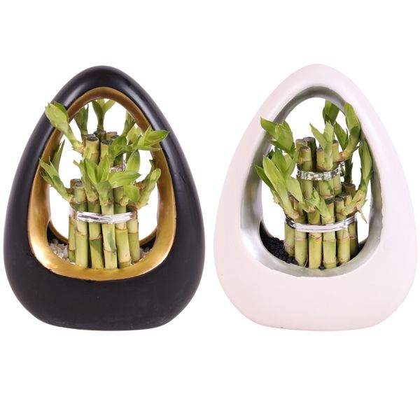 Горшечные цветы и растения оптом Lucky Bamboo Round 2big In Ikebana Ceramic от 8шт из Голландии с доставкой по России