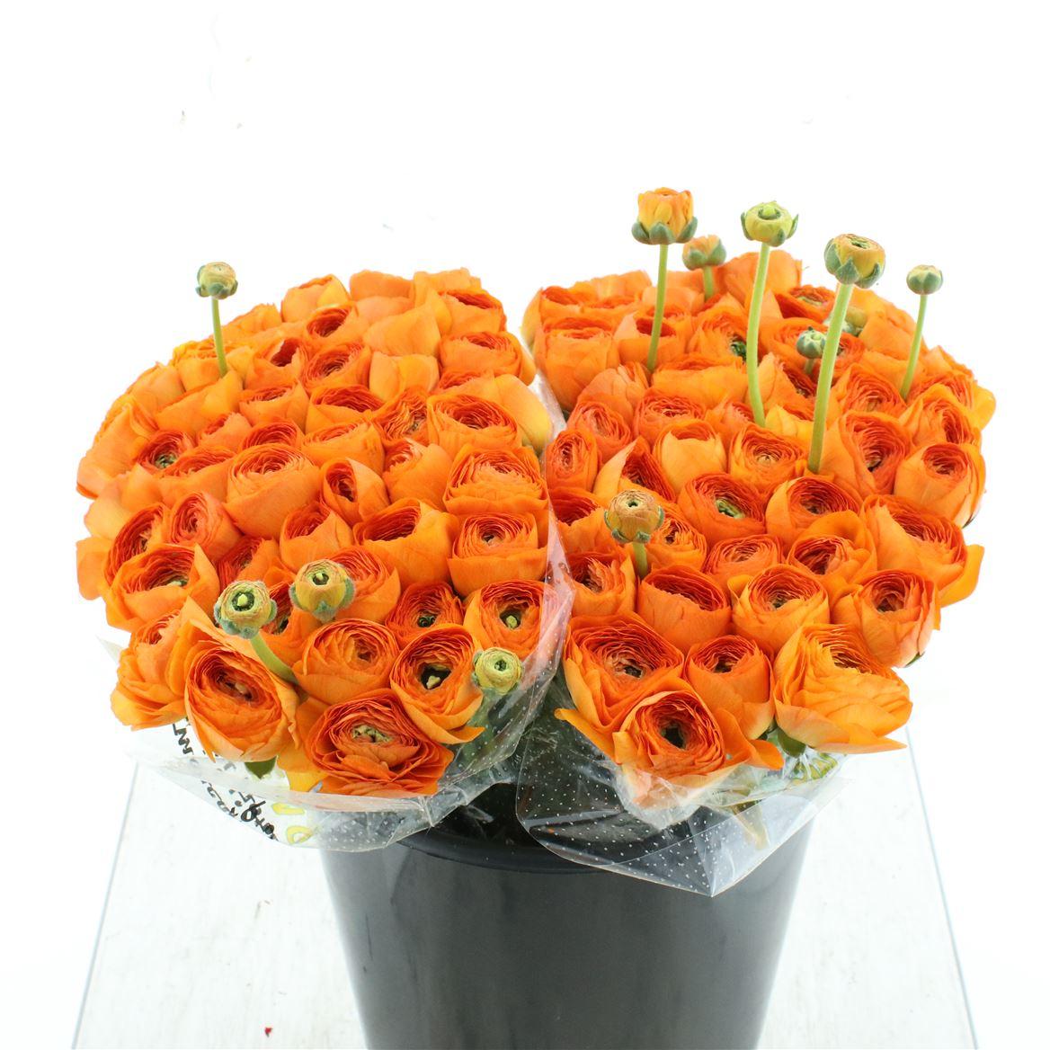 Срезанные цветы оптом Ranunculus succes fiesta от 100шт из Голландии с доставкой по России