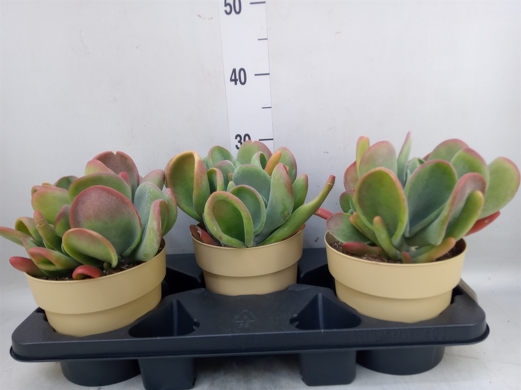 Горшечные цветы и растения оптом Kalanchoe Nf   ... от 3шт из Голландии с доставкой по России