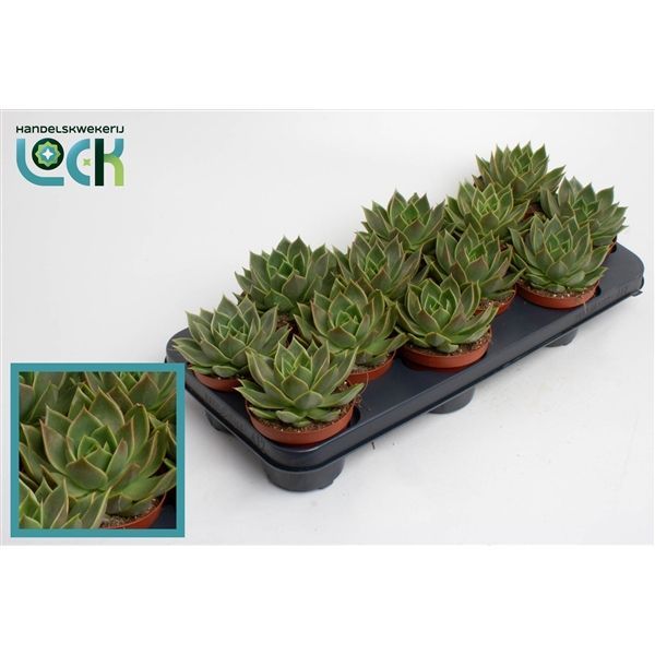 Горшечные цветы и растения оптом Echeveria Agavoides от 9шт из Голландии с доставкой по России