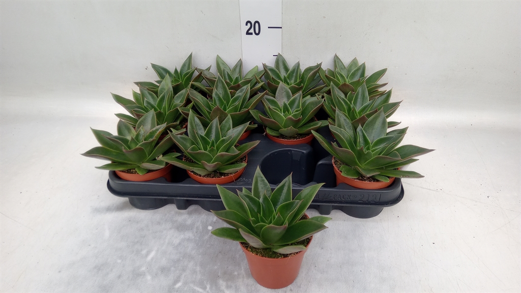 Горшечные цветы и растения оптом Echeveria   ... от 12шт (для телеги) из Голландии с доставкой по России