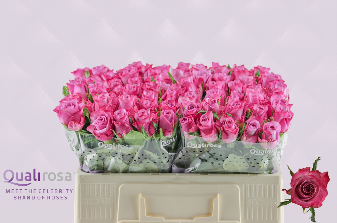 Срезанные цветы оптом Rosa large deep purple от 60шт. из Голландии с доставкой по России