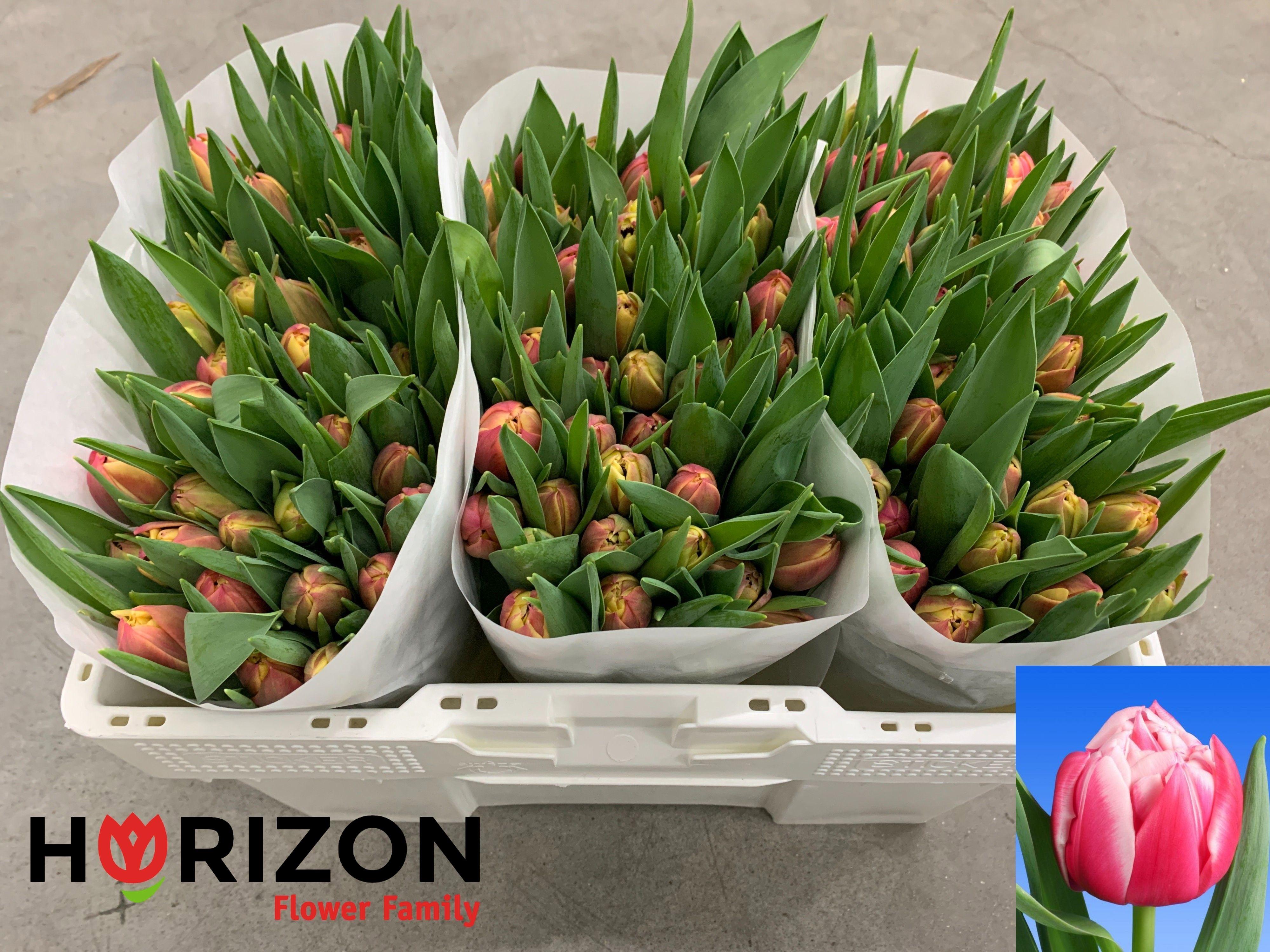 Срезанные цветы оптом Tulipa do columbus от 150шт из Голландии с доставкой по России