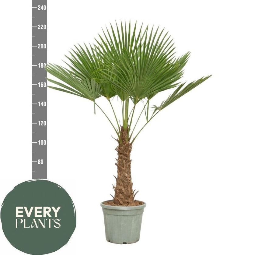 Горшечные цветы и растения оптом Trachyc Fortunei от 1шт из Голландии с доставкой по России