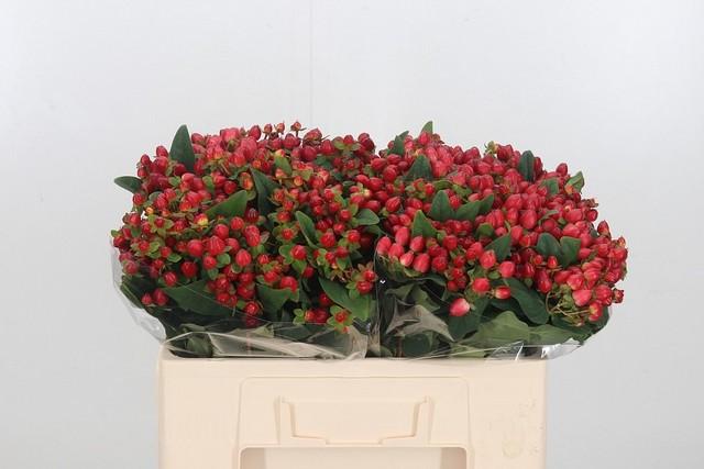 Срезанные цветы оптом Hypericum mag triumph от 100шт из Голландии с доставкой по России