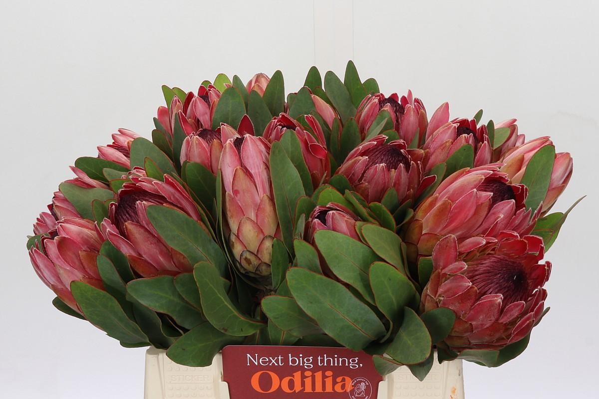 Срезанные цветы оптом Protea sylvia от 20шт из Голландии с доставкой по России