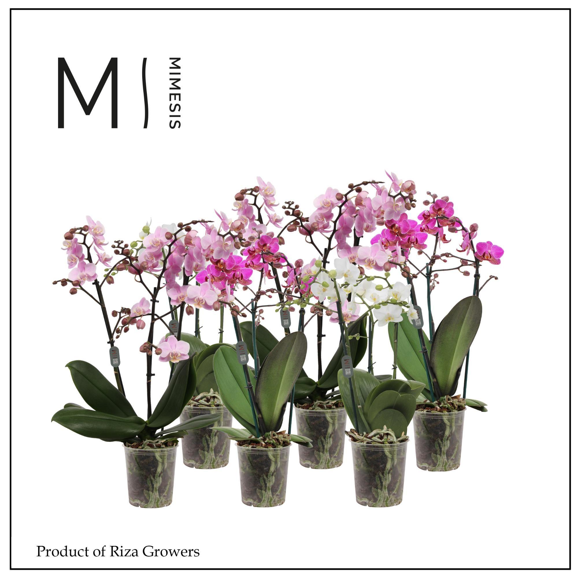 Горшечные цветы и растения оптом Phal Mf Gem 3 Kl от 10шт из Голландии с доставкой по России