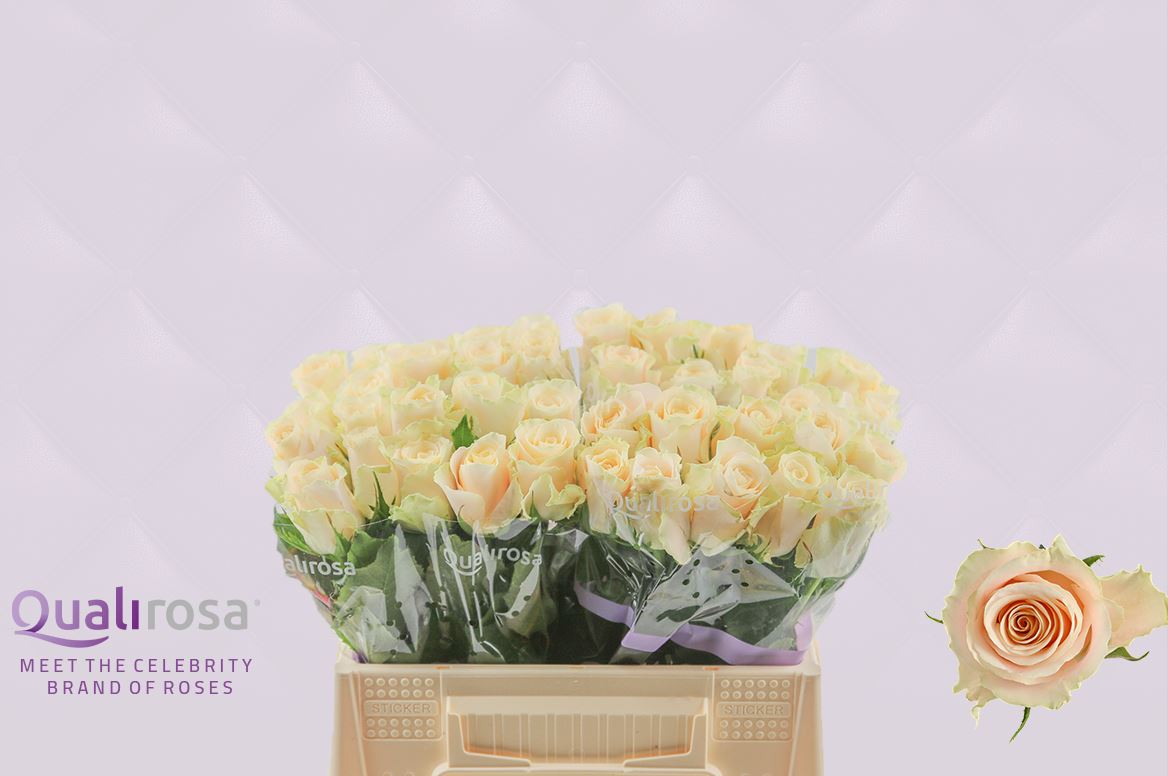 Срезанные цветы оптом Rosa large charmant от 40шт. из Голландии с доставкой по России