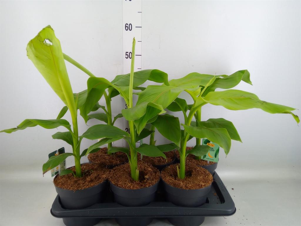 Горшечные цветы и растения оптом Musa Basjoo от 6шт из Голландии с доставкой по России